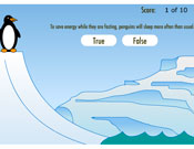 Penguin Secrets Of Survival